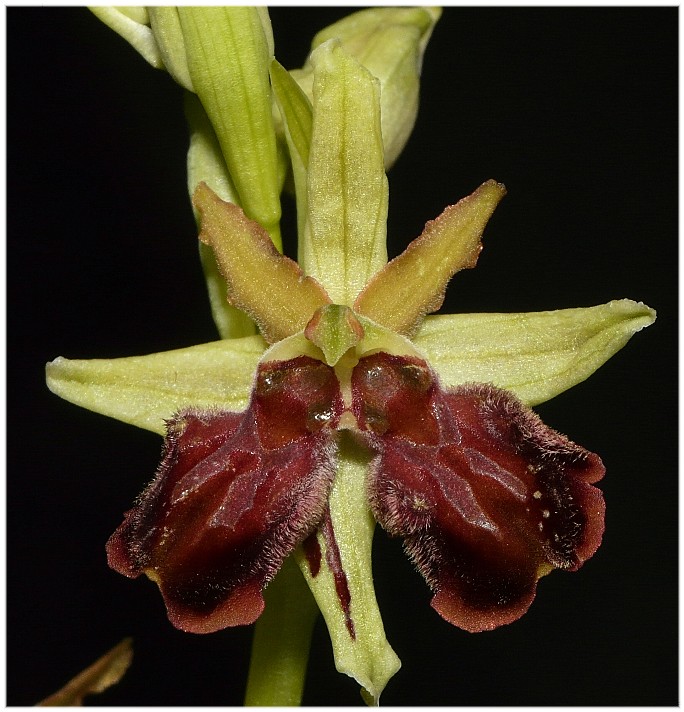 Lusus di Ophrys sphegodes